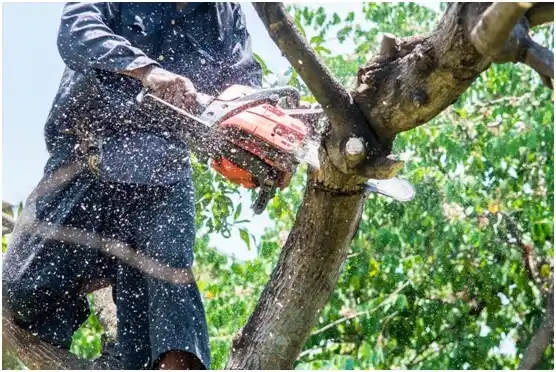 tree services Orting